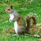 grey squirrel